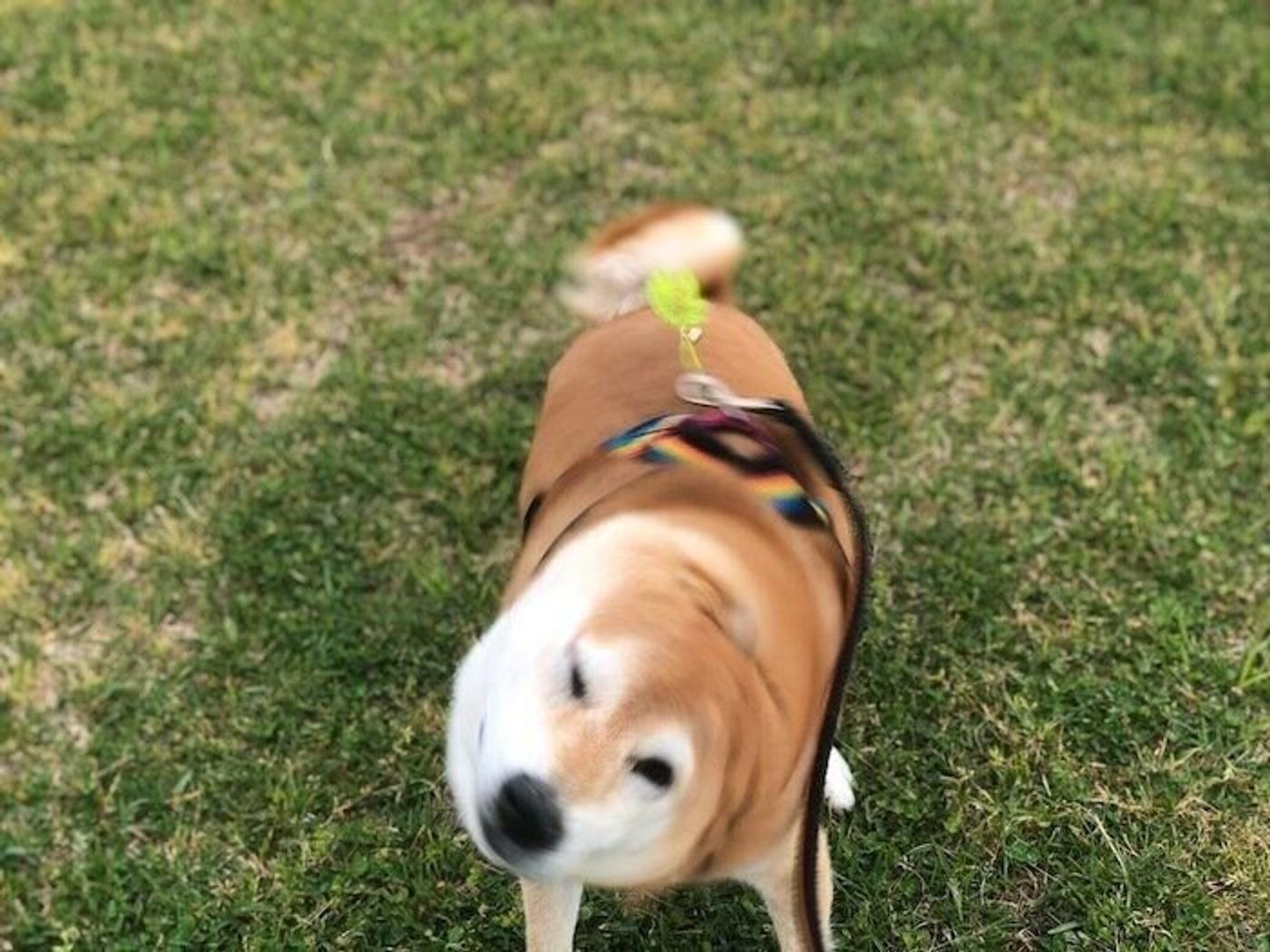 マロたんの心配そうな顔 飼い主がいつも犬を見ているように 犬も飼い主を見ている いぬのきもちweb Magazine マロたんの心配そうな顔 飼い主がいつも犬を見ているように 犬も飼い主を見ている いぬのきもちweb Magazine