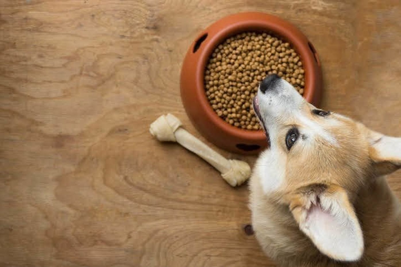 犬のゴハンの前の オアズケ 犬によくないって知ってた いぬのきもちweb Magazine 犬のゴハンの前の オアズケ 犬によくないって知ってた いぬのきもちweb Magazine