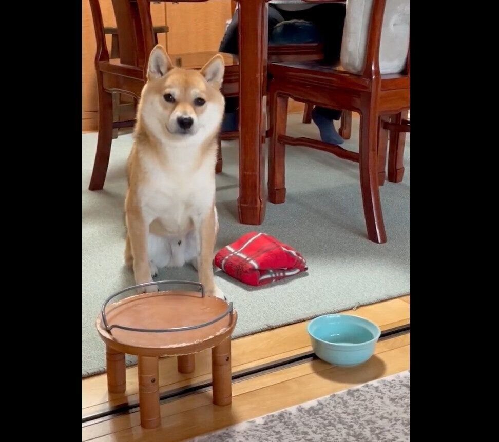 見つめる豆太郎くん