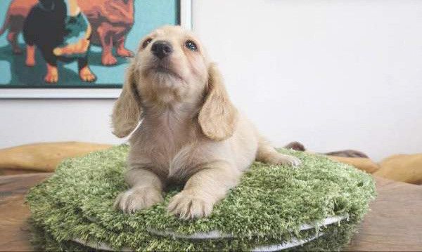 鳴くミニチュア・ダックスフンド