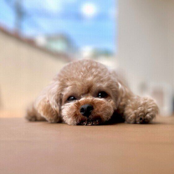 まったり中のトイ・プードル