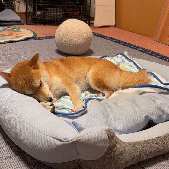 ひんやりベッドで眠る柴犬