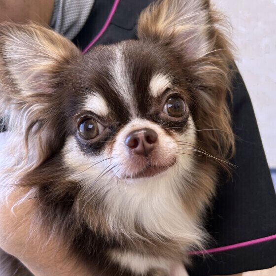 抱っこが好きな犬と嫌いな犬の共通点は? 抱っこ嫌い克服のコツも紹介 いぬのきもち