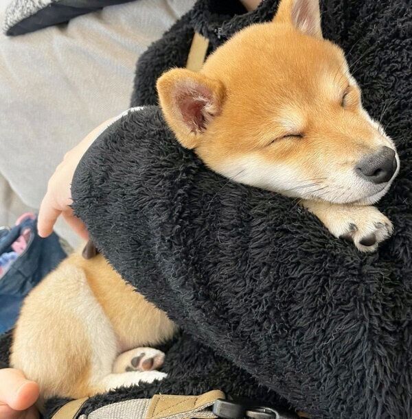 眠るてんちゃん