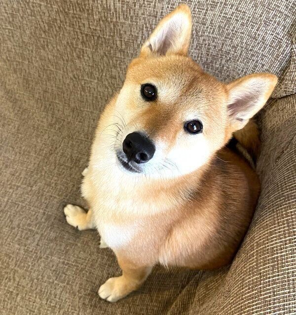 見つめるおとちゃん