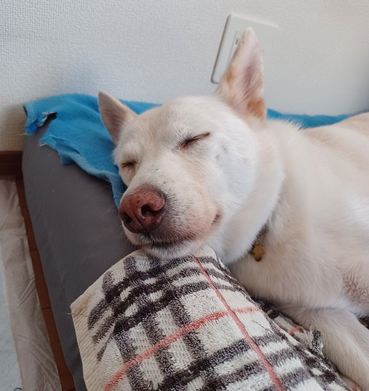 穏やかな寝顔を見せる律くん。