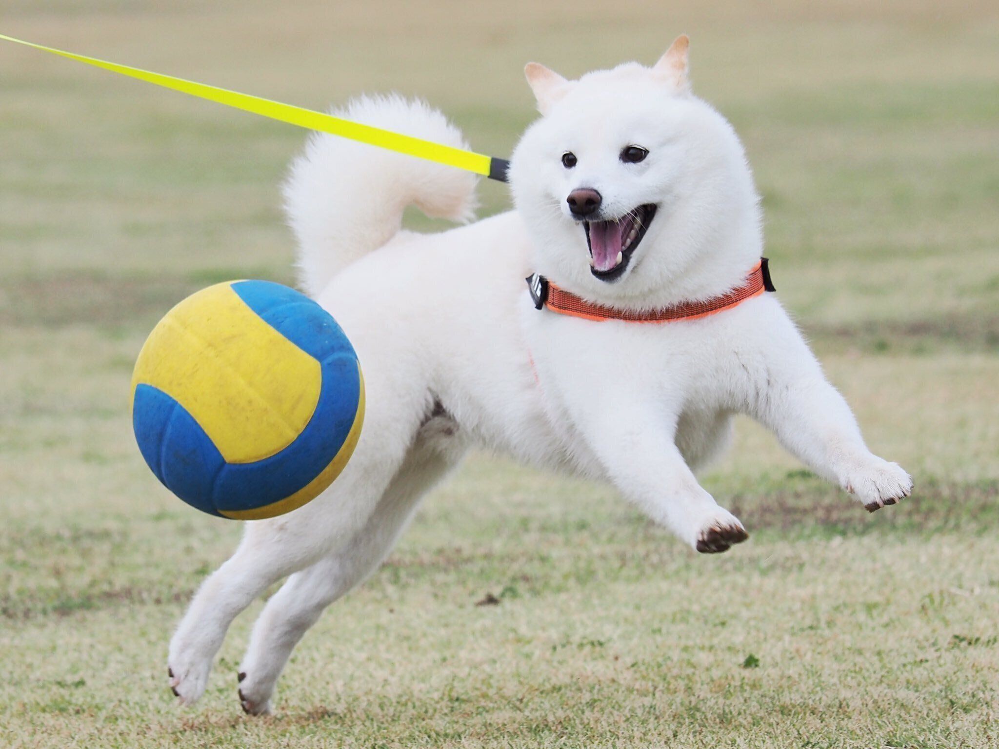 ボールで遊ぶラッちゃん