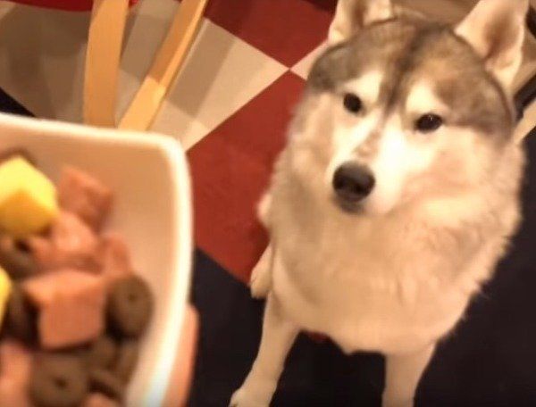 シベリアン・ハスキー