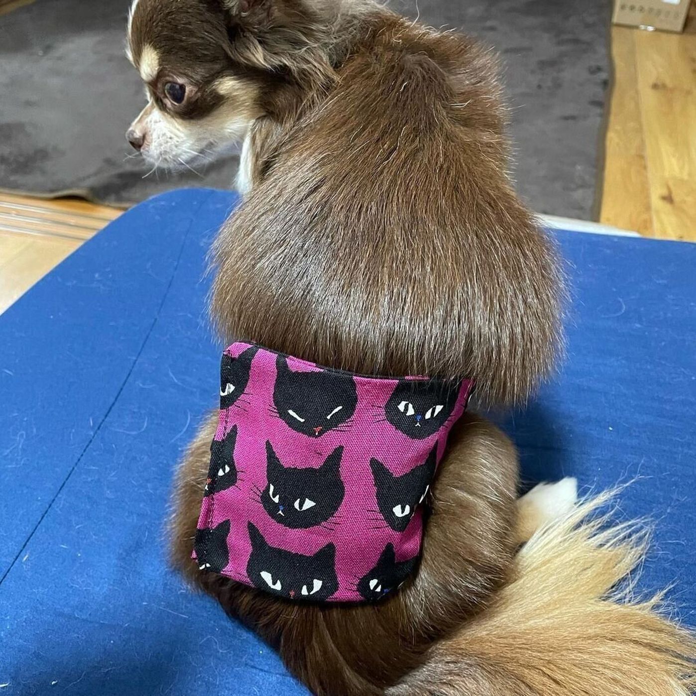 100均素材で犬のマナーベルトを手作り 獣医師に注意点も聞いてみた いぬのきもちweb Magazine 100均素材で犬のマナーベルトを手作り 獣医師に注意点も聞いてみた いぬのきもちweb Magazine