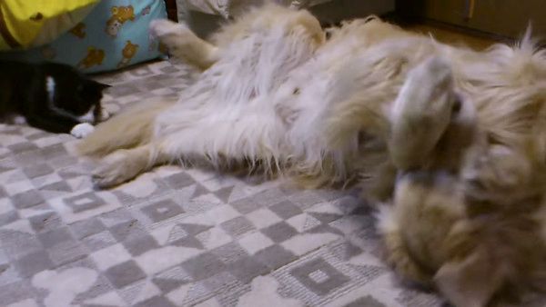 大型犬のマネをする子猫