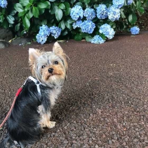 ヨークシャー・テリア