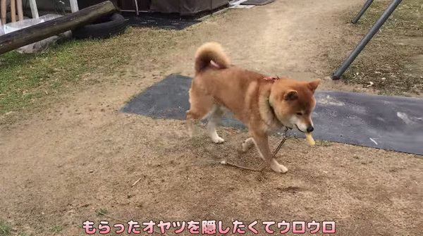 挙動不審になってしまう柴犬