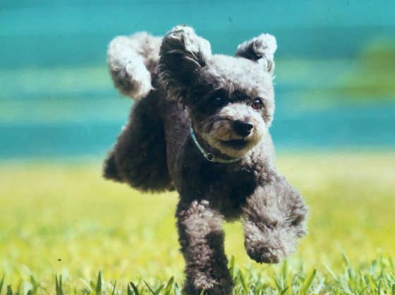 トイ・プードル・Pleiaちゃん・ダッシュ