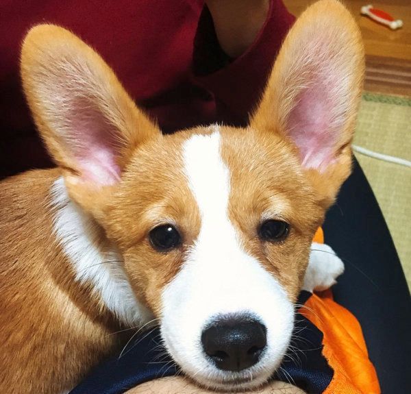 ウェルシュ・コーギー・ペンブロークのむぎちゃん