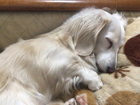 ミニチュア・ダックスフンドのひなちゃん、こたつ布団の上でぐっすり♪