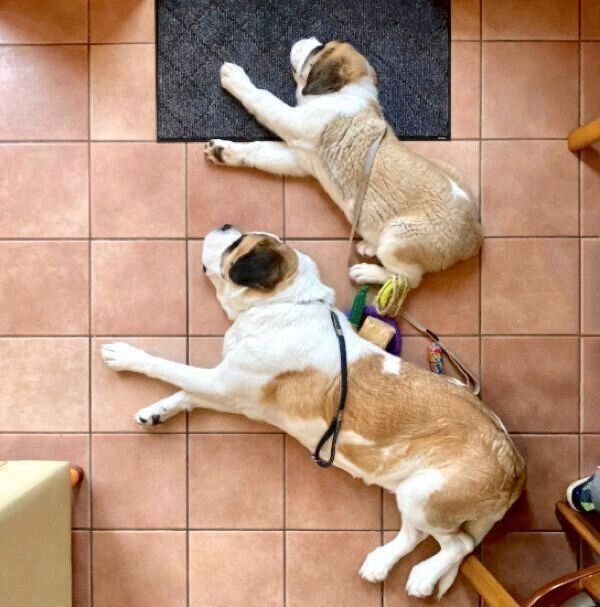 シンクロした寝姿を披露するドーンくんとデイジーちゃん