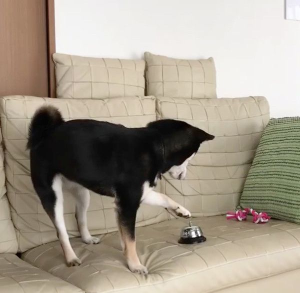 おやつが欲しい柴犬