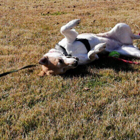 広場で楽しむむぎちゃん