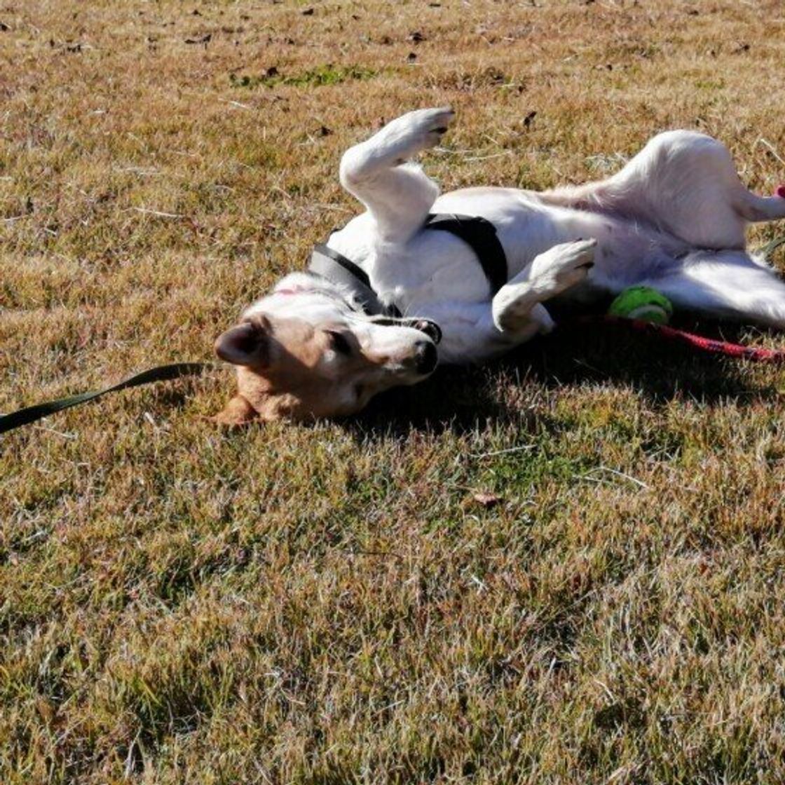 犬が床に体をすりすりする この行動に隠された気持ちとは いぬのきもちweb Magazine 犬が床に体をすりすりする この行動に隠された気持ちとは いぬのきもちweb Magazine