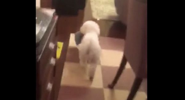 逃げるビション・フリーゼ