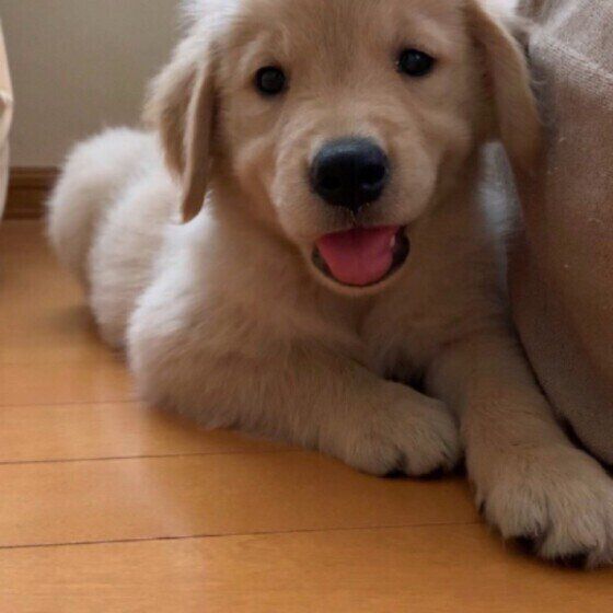 見つめるゴールデン・レトリーバー