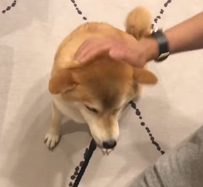 忙しい犬
