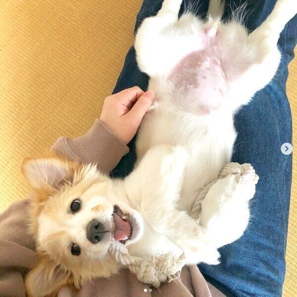 寝転がるたんたんちゃん