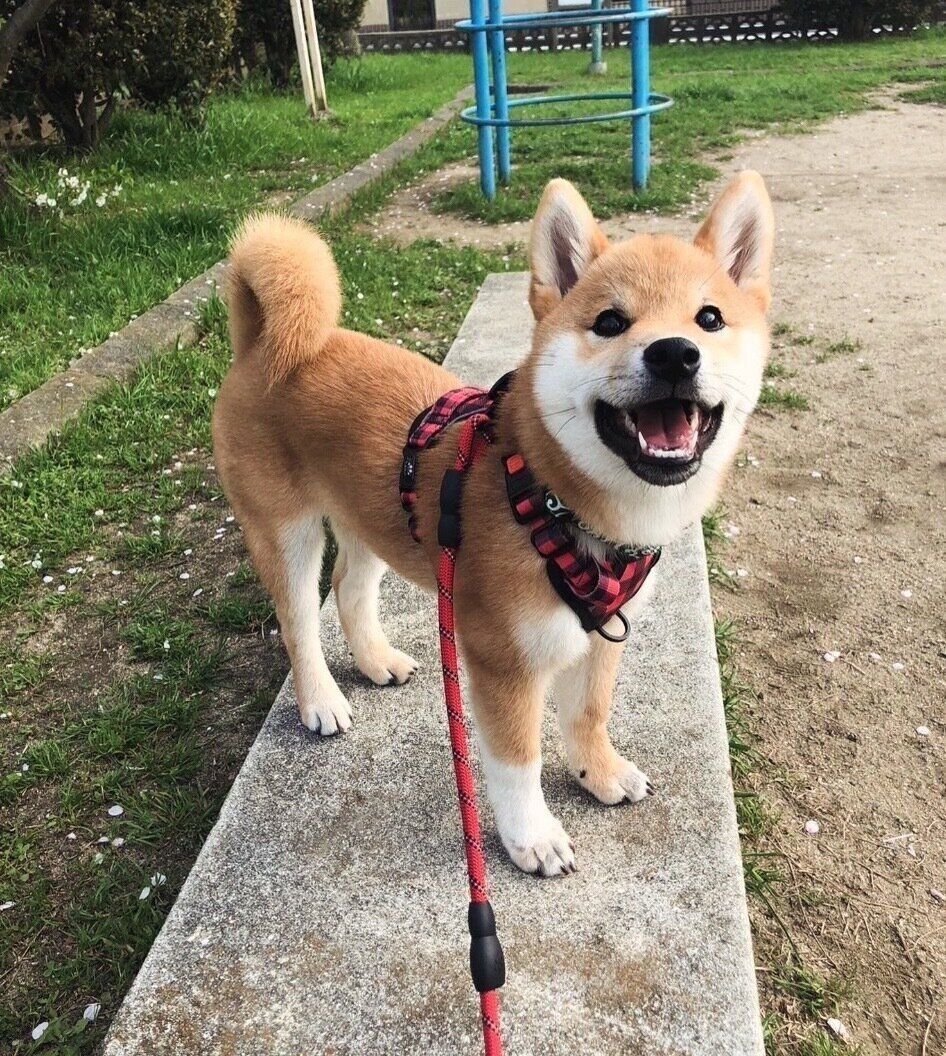 楽しそうなゴンくん