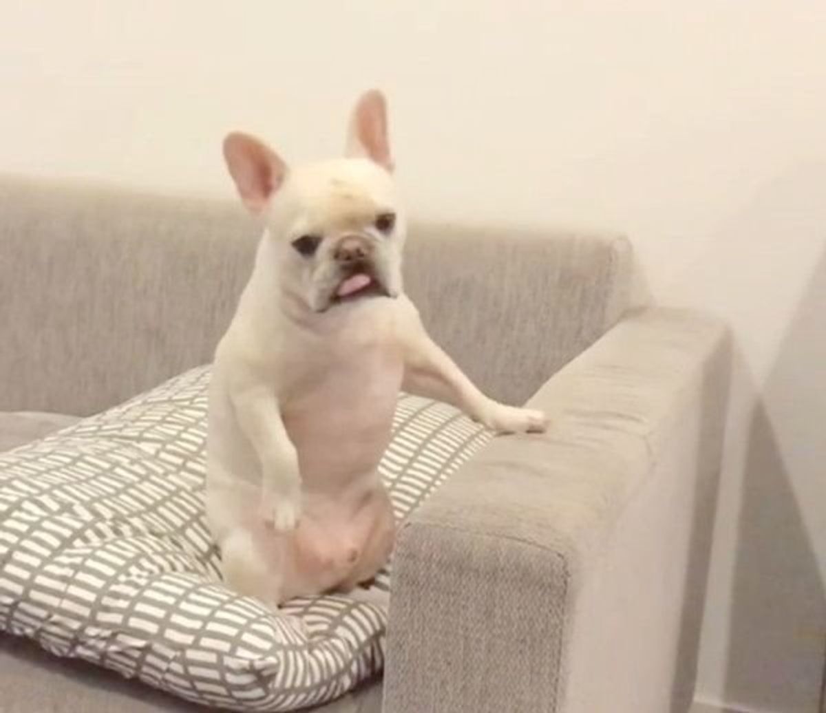 動きが犬じゃない 風呂上がりにおじさん化しちゃう犬に反響 いぬのきもちweb Magazine 動きが犬じゃない 風呂上がりにおじさん化しちゃう犬に反響 いぬのきもちweb Magazine