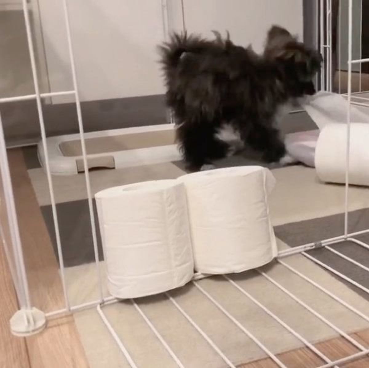 トイレットペーパーチャレンジ に挑む犬 まさかの結末に思わず爆笑 いぬのきもちweb Magazine トイレットペーパーチャレンジ に挑む犬 まさかの結末に思わず爆笑 いぬのきもちweb Magazine