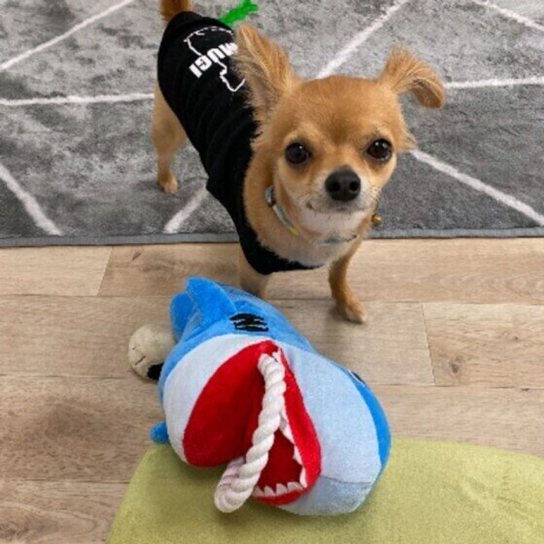 愛犬が飼い主におもちゃを持ってきた どうする できれば避けたい 犬が悲しむ対応 いぬのきもちweb Magazine 愛犬が飼い主におもちゃを持ってきた どうする できれば避けたい 犬が悲しむ対応 いぬのきもちweb Magazine