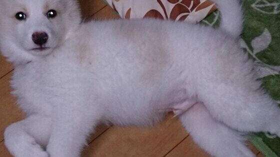 くつろぐ犬