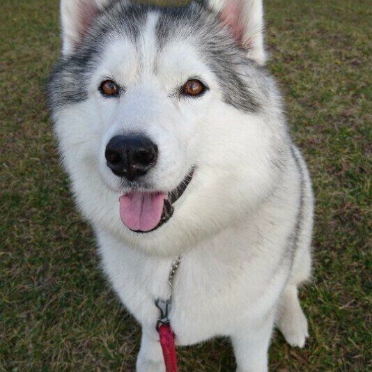 見つめるシベリアン・ハスキー