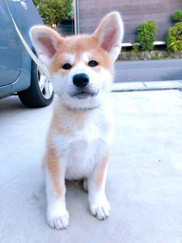 子犬時代のよたろうくん