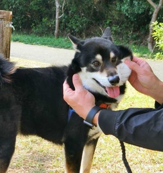 ほっぺを引っ張られている柴犬