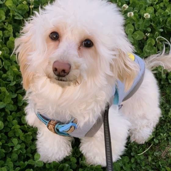 MIX（ダップー）みかんちゃん、お散歩