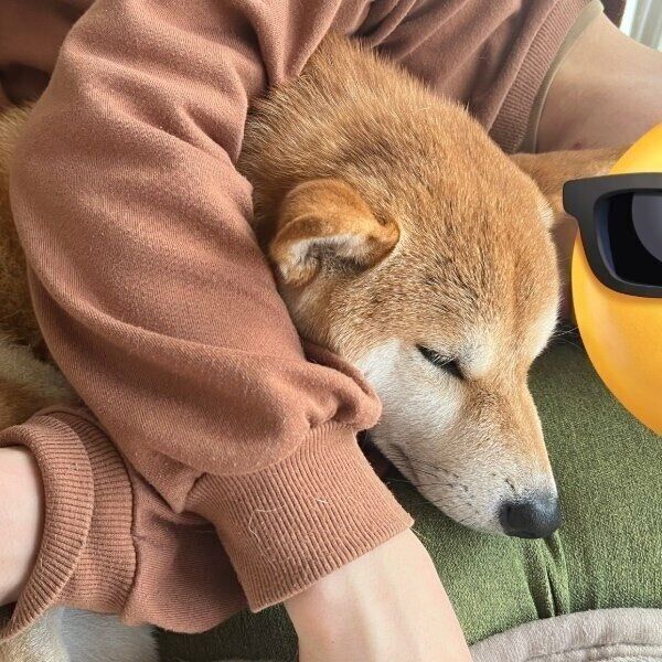 飼い主さんの夫と一緒に二度寝するもなかまるちゃん