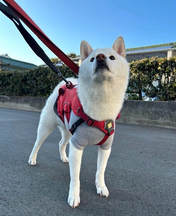 散歩をするもち吉くん