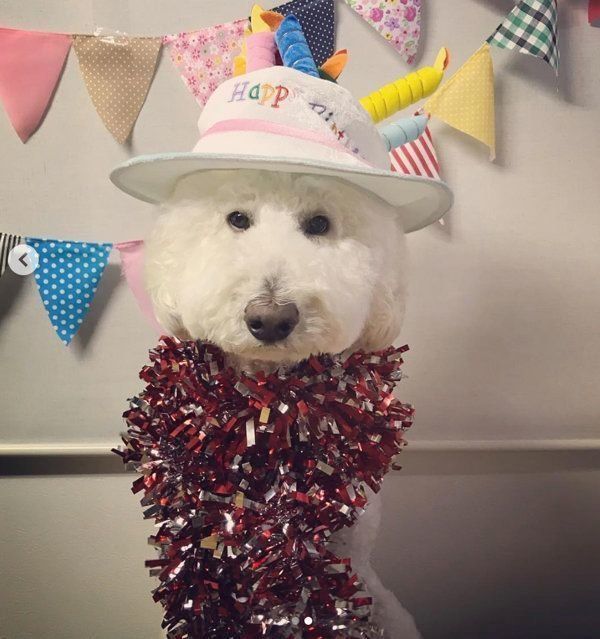 スタンダード・プードルのがくちゃん