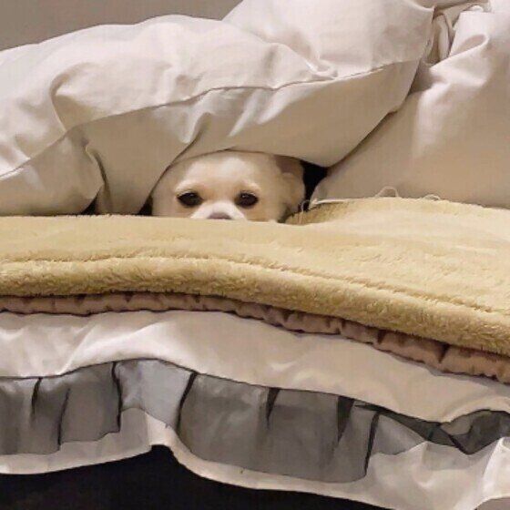 布団のすき間からのぞく小型Mix犬