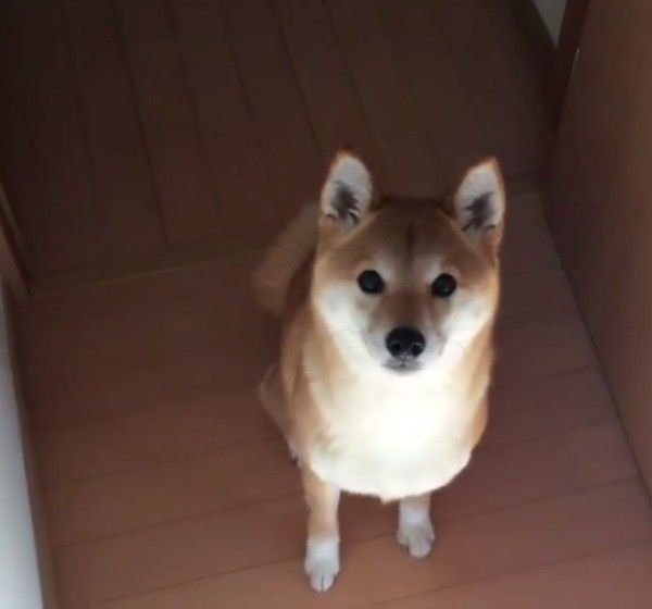 柴犬