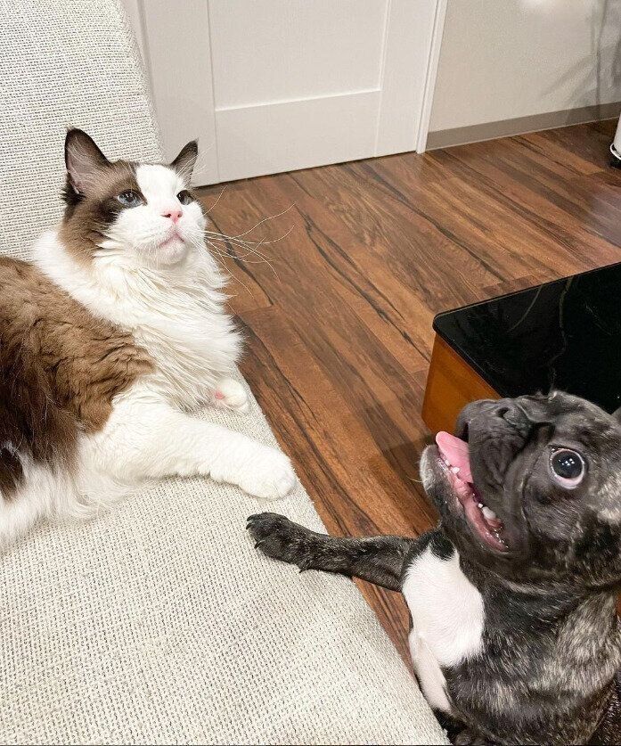 ちゃちゃまるくんと猫じゃらし争奪戦？