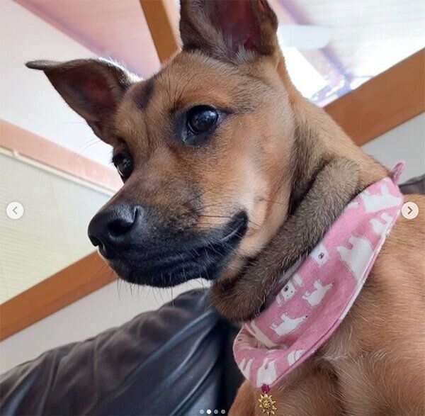 バンダナをつけるハロちゃん