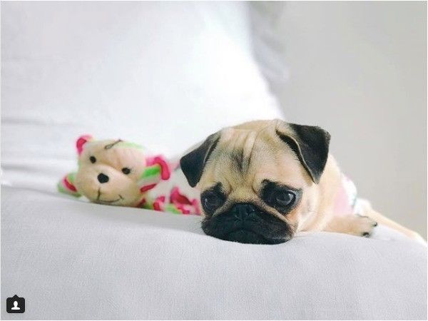 ぺたんこワンコ