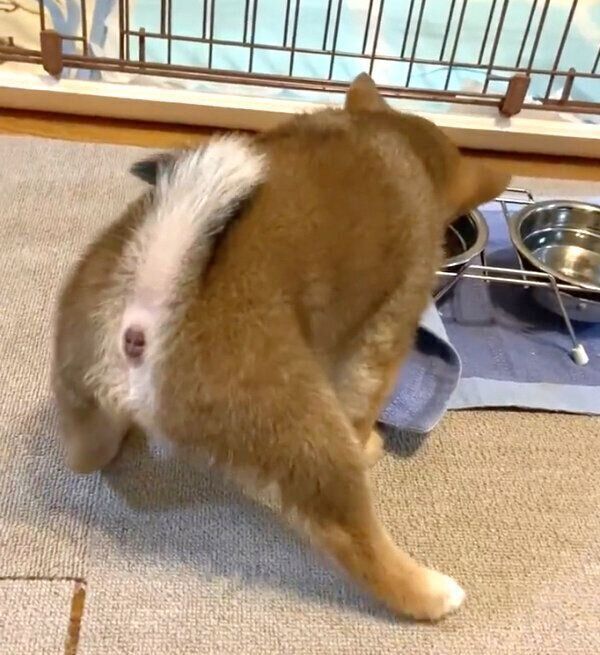 踏ん張りながらごはんを食べるおとちゃん