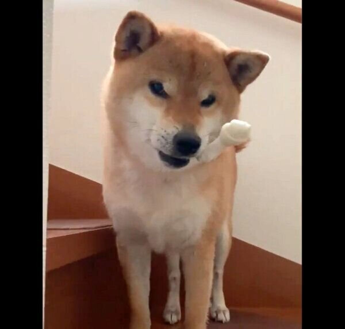 パパのマッサージを堪能する柴犬 ある言葉 を聞くと 表情が一変 理由が可愛かった いぬのきもちweb Magazine パパのマッサージを堪能する柴犬 ある言葉 を聞くと 表情が一変 理由が可愛かった いぬのきもちweb Magazine