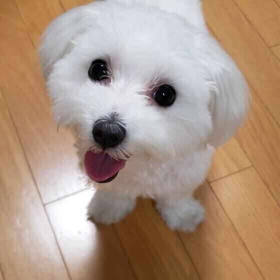 犬もヤキモチをやく 犬が嫉妬しているときの行動とは いぬのきもちweb Magazine