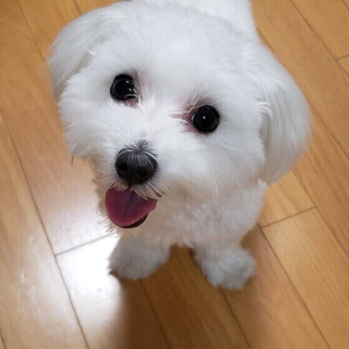 犬もヤキモチをやく 犬が嫉妬しているときの行動とは いぬのきもちweb Magazine 犬もヤキモチをやく 犬が嫉妬しているときの行動とは いぬのきもちweb Magazine