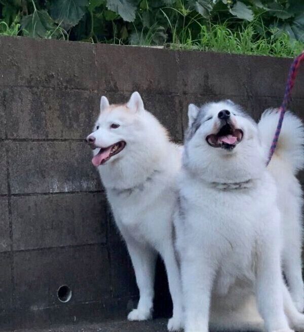 お散歩するグーちゃんとフィスくん