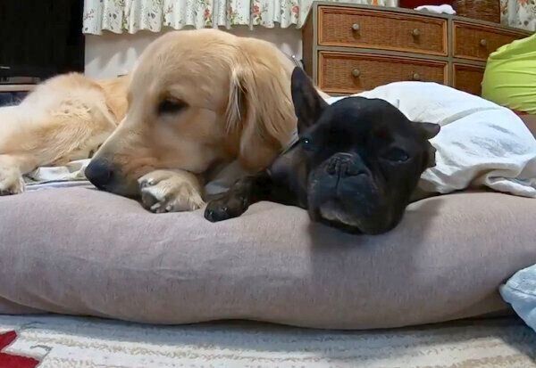 まったりくつろぐハルくんとさくらさん